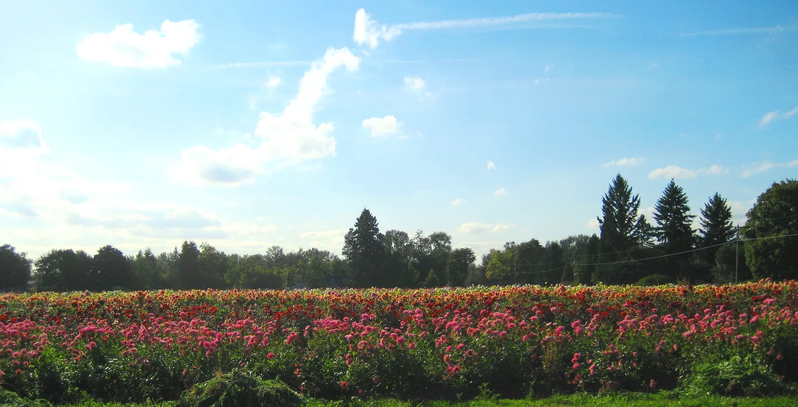Dahlia fields in bloom near Canby Oregon