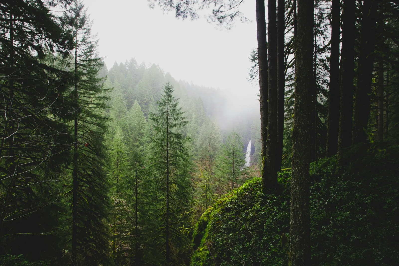 Misty forest waterfall near Silverton Oregon