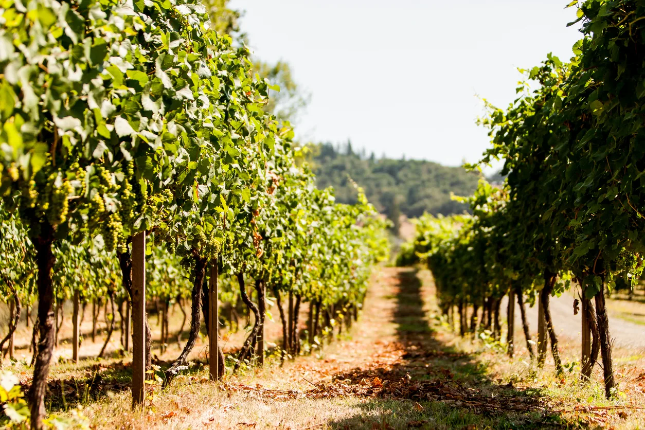Vineyard rows near Roseburg Oregon