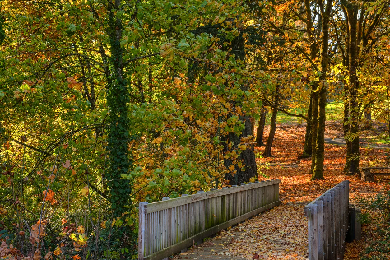 Fall foliage along a park path in McMinnville, Oregon