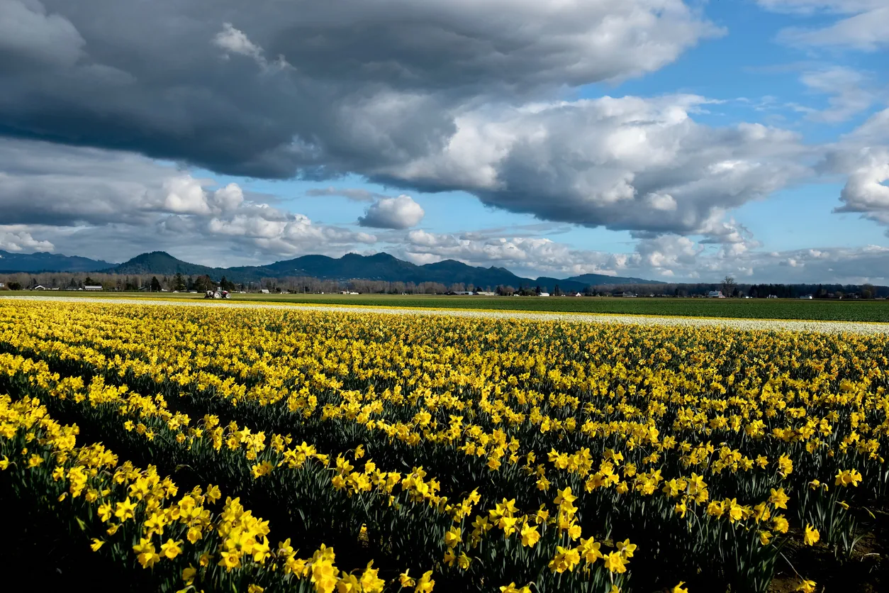 Daffodil field with storm clouds near Woodburn Oregon