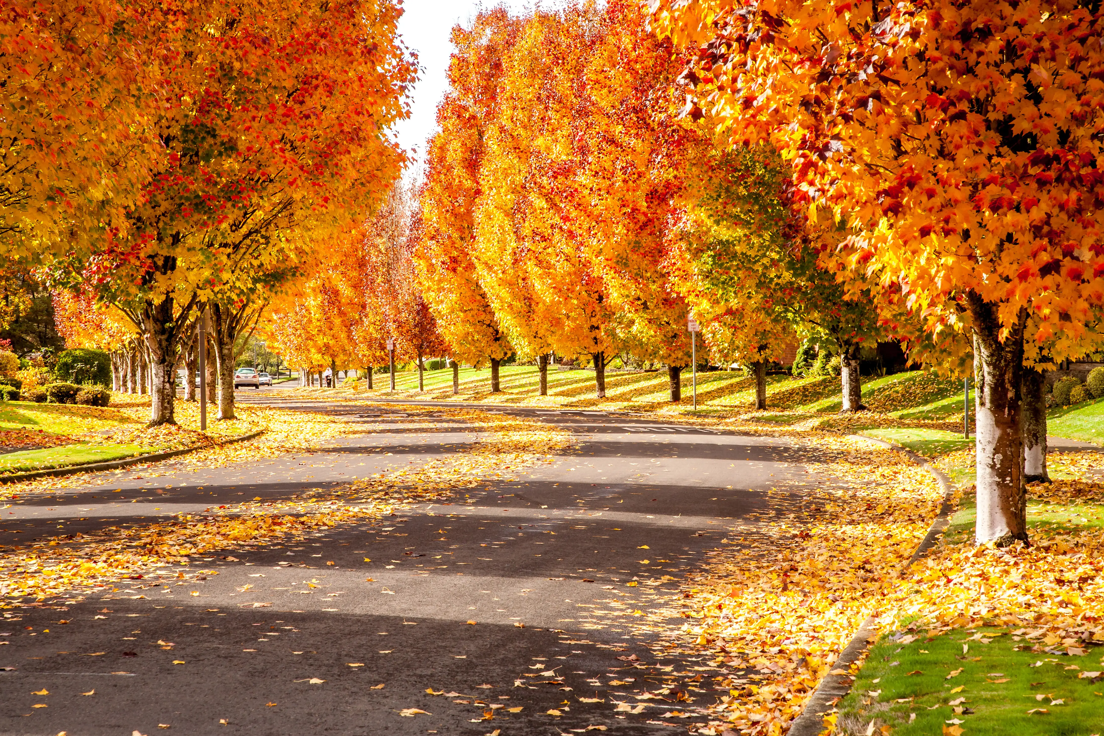 Fall foliage along a tree-lined street in Tigard, Oregon